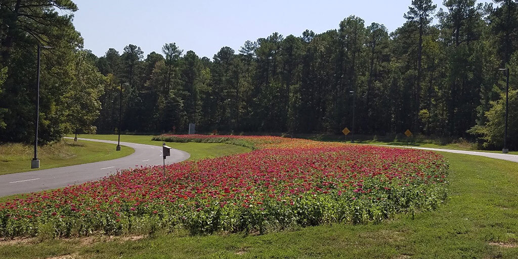 Zinnia Elegans flowers on the Environmental Parkway median