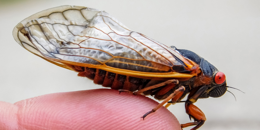 Adult cicada (Magicicada species) - Red eyes indicate periodical species